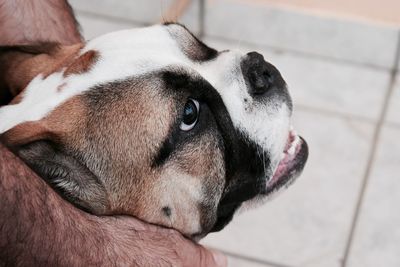 Close-up of dog looking away