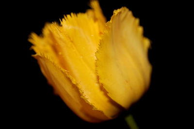 Close-up of yellow flower against black background