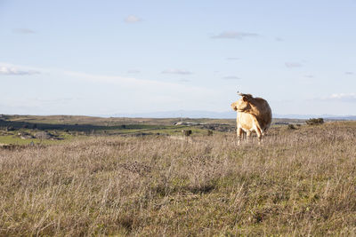 Horse in a field