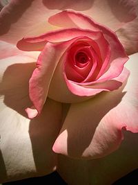 Close-up of pink rose