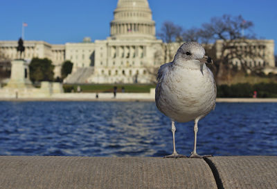 Close-up of seagull perching against clear sky in front of the capitol building, washington, dc, usa