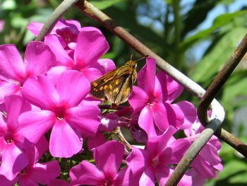 Close-up of insect perching on pink flowers