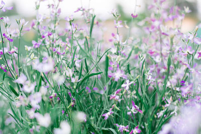 Beautiful floral background night violet in the garden. selective focus