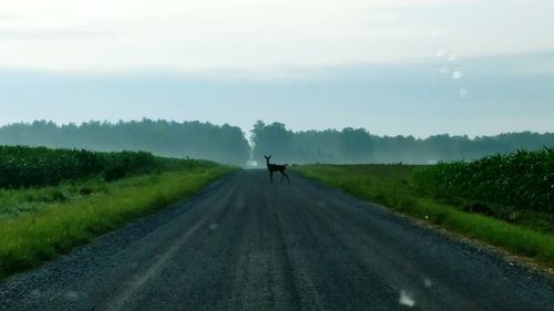 Deer standing on road against sky