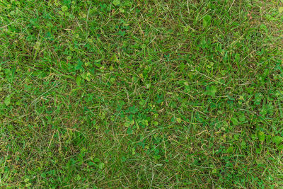 Full frame shot of grass on land