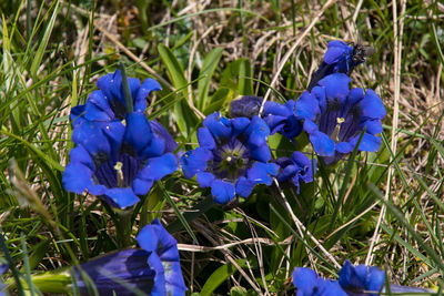 Close-up of blue crocus flowers on field