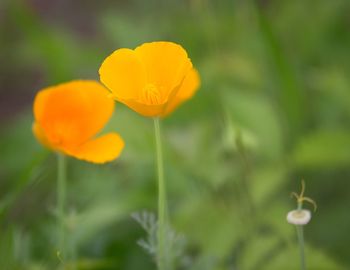 Close-up of yellow flower