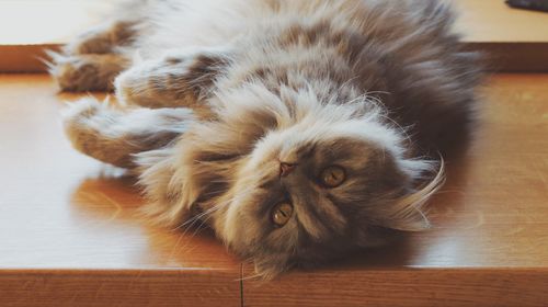 Close-up portrait of kitten lying on hardwood floor at home