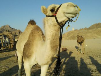 Horses in a desert