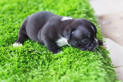 Black dog lying on grass