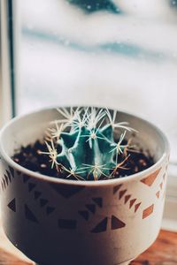 Close-up of potted plant on table