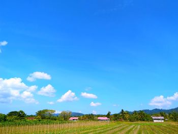 Scenic view of field against blue sky