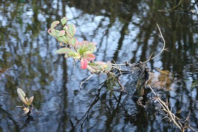 Reflection of trees in lake