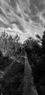 Road amidst plants and trees against sky