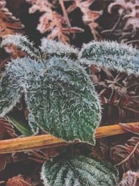 Close-up of plants during winter