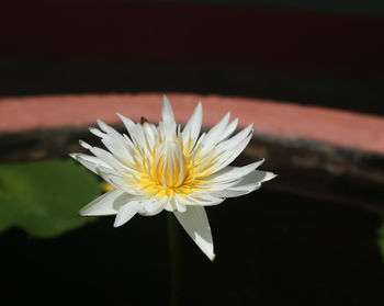 Close-up of white daisy flower