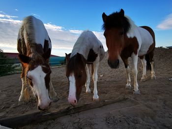 Horses standing on field against sky