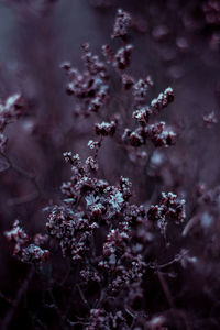 Close-up of pink flowers on branch