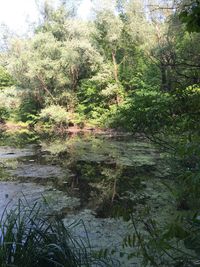 Trees by lake in forest