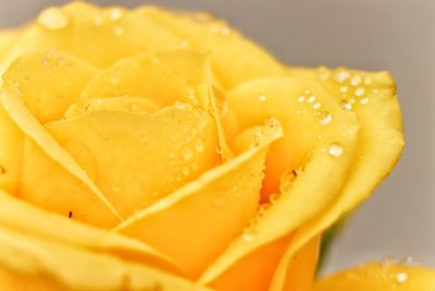 Close-up of lemon slice on table