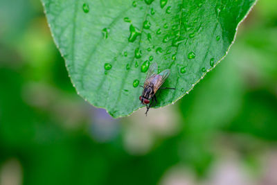 Close-up of fly on leaf