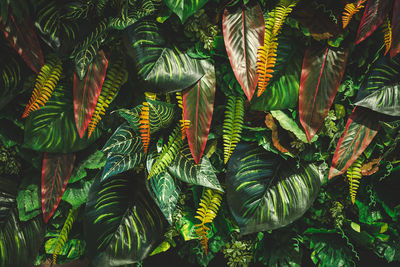Close-up of fern leaves on field