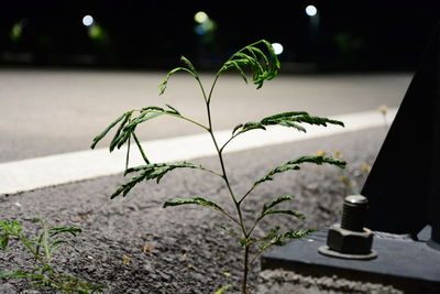 Close-up of small potted plant in city