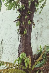 Close-up of ivy growing on tree trunk