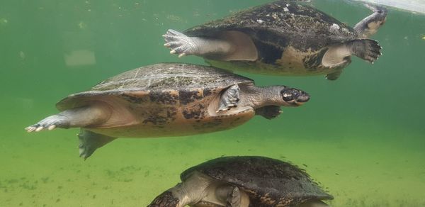 Tortoise swimming 