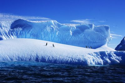 Penguins on glacier by sea against sky