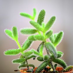 Close-up of succulent plant