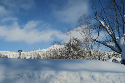 Snow covered plants against sky