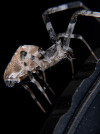 Close-up of spider on web against black background