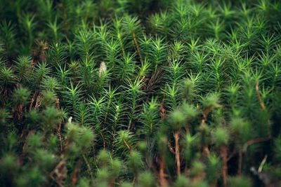 Full frame shot of plants growing on field