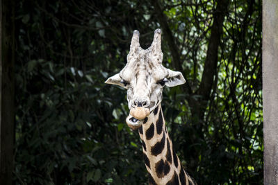 Portrait of giraffe in forest