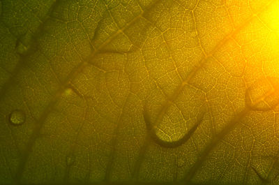 Macro shot of yellow leaf