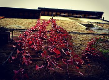 Close-up of red flowering plant against building