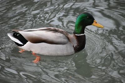 Close-up of swan swimming in lake