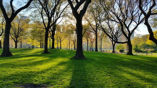 Trees in park