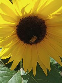 Close-up of sunflower