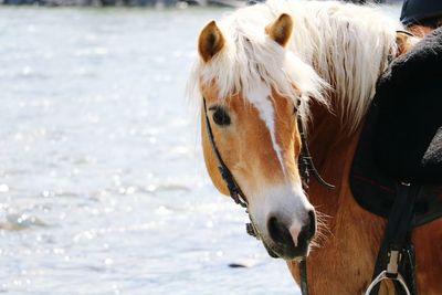 Close-up of horse looking away while standing by lake