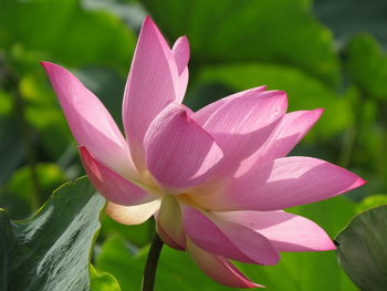 Close-up of pink lotus