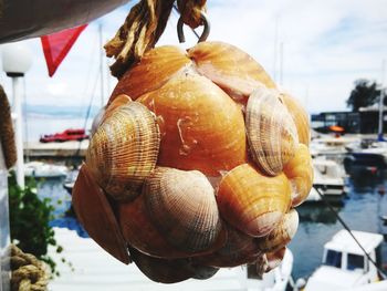 Close-up of fruits hanging against the sky