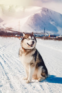 Close-up of dog on snow field against sky