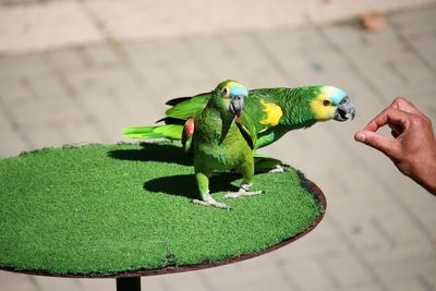Close-up of hand holding parrot perching on leaf