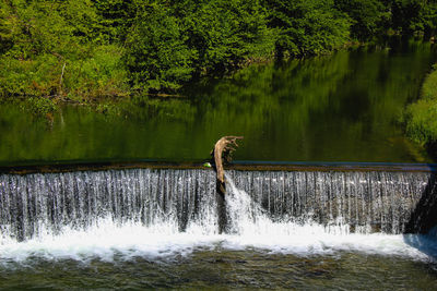 Scenic view of lake in forest