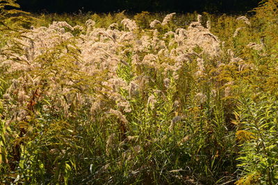 Full frame shot of plants growing on land