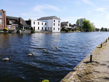 Swan swimming in lake against houses