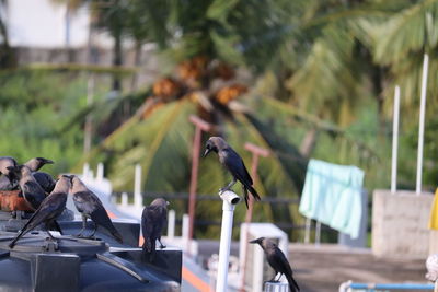 Close-up of birds perching on wood