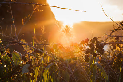 Close-up of plants against sunset